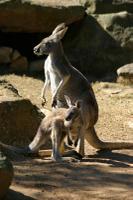 Kangooroo
