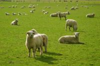 Sheep