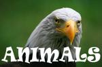 ANIMALS